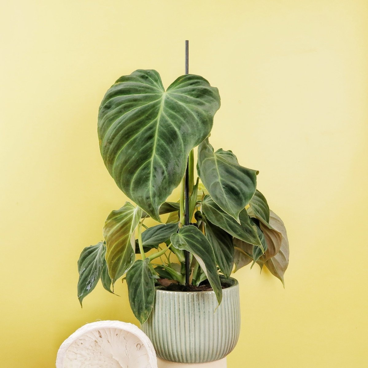 PHILODENDRON SPLENDID online bestellen bei potflourri