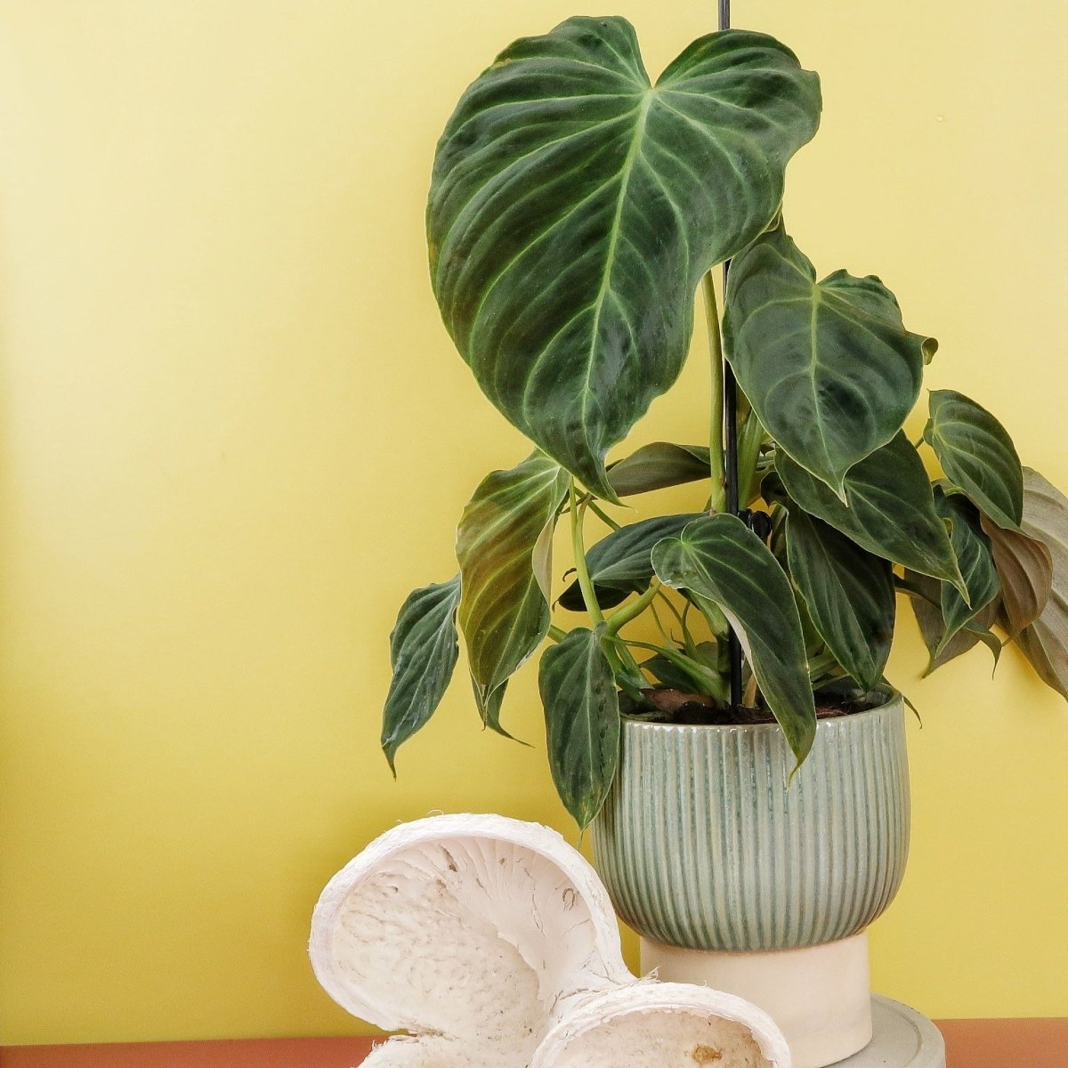 PHILODENDRON SPLENDID online bestellen bei potflourri