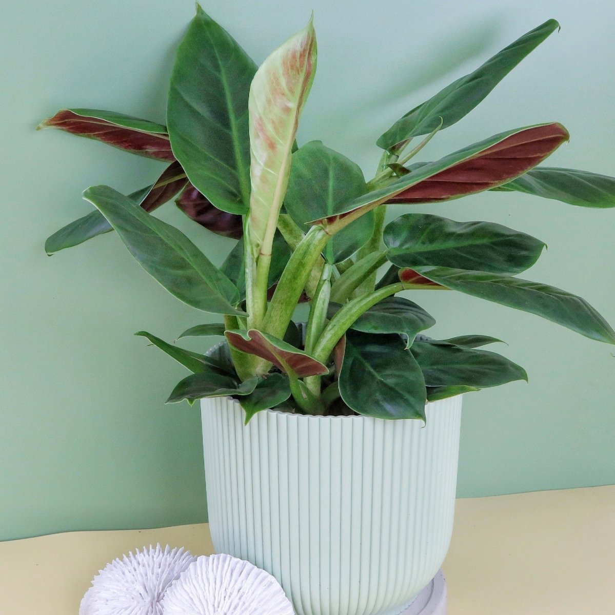 PHILODENDRON SUBHASTATUM online bestellen bei potflourri