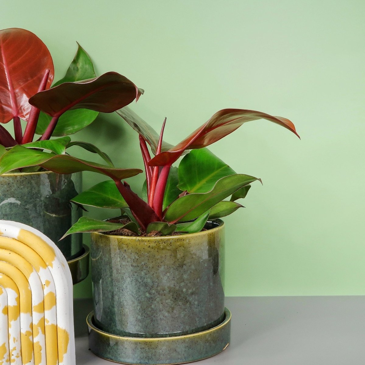 PHILODENDRON SUNLIGHT online bestellen bei potflourri