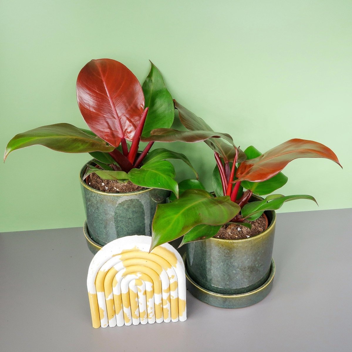 PHILODENDRON SUNLIGHT online bestellen bei potflourri