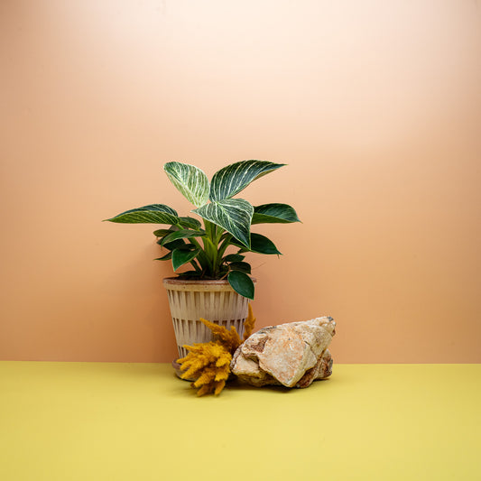 Philodendron Birkin, Baumfreund mit cremeweiß gestreiften Blättern – potflourri