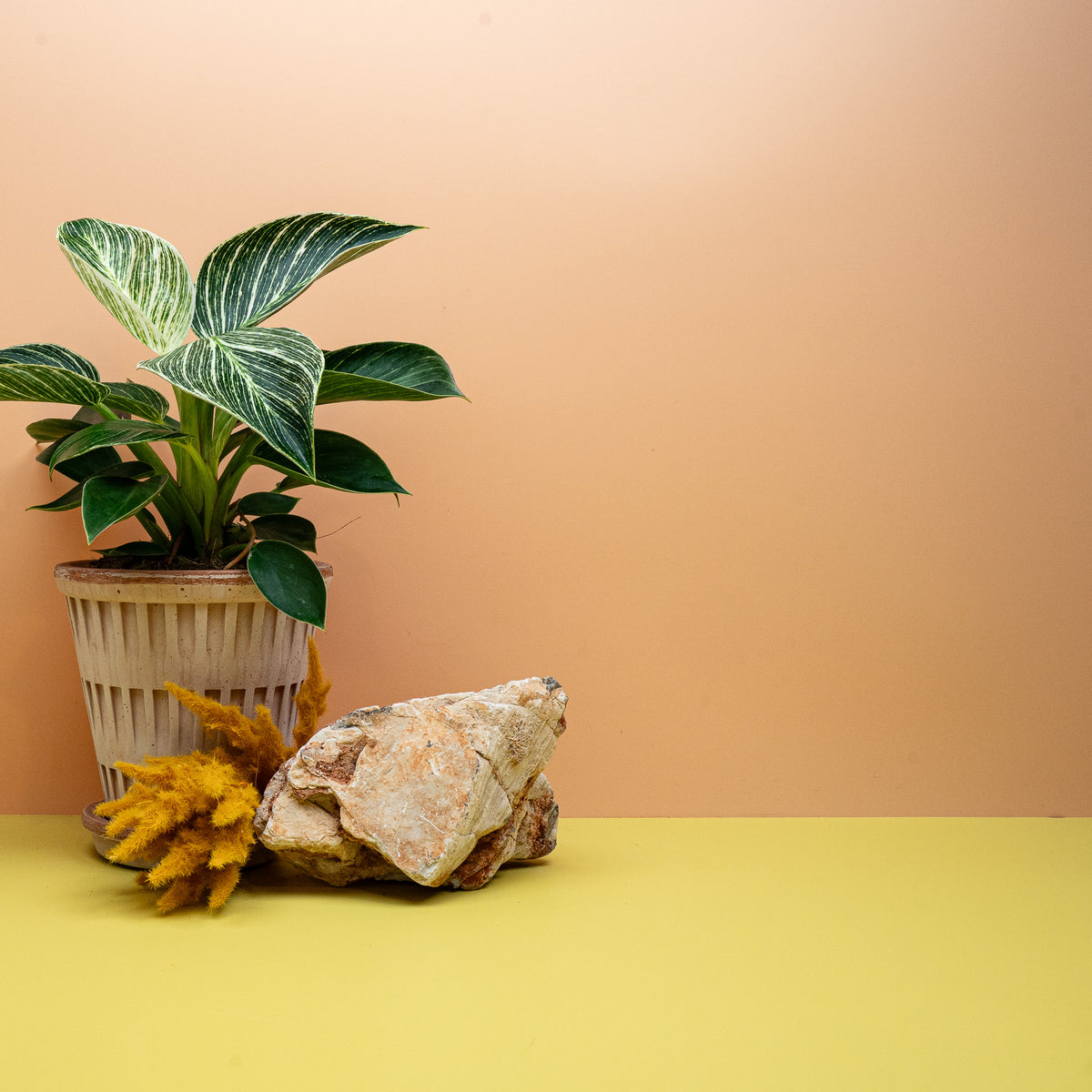 Philodendron Birkin Größe M, kompakte Pflanze mit Linienzeichnung