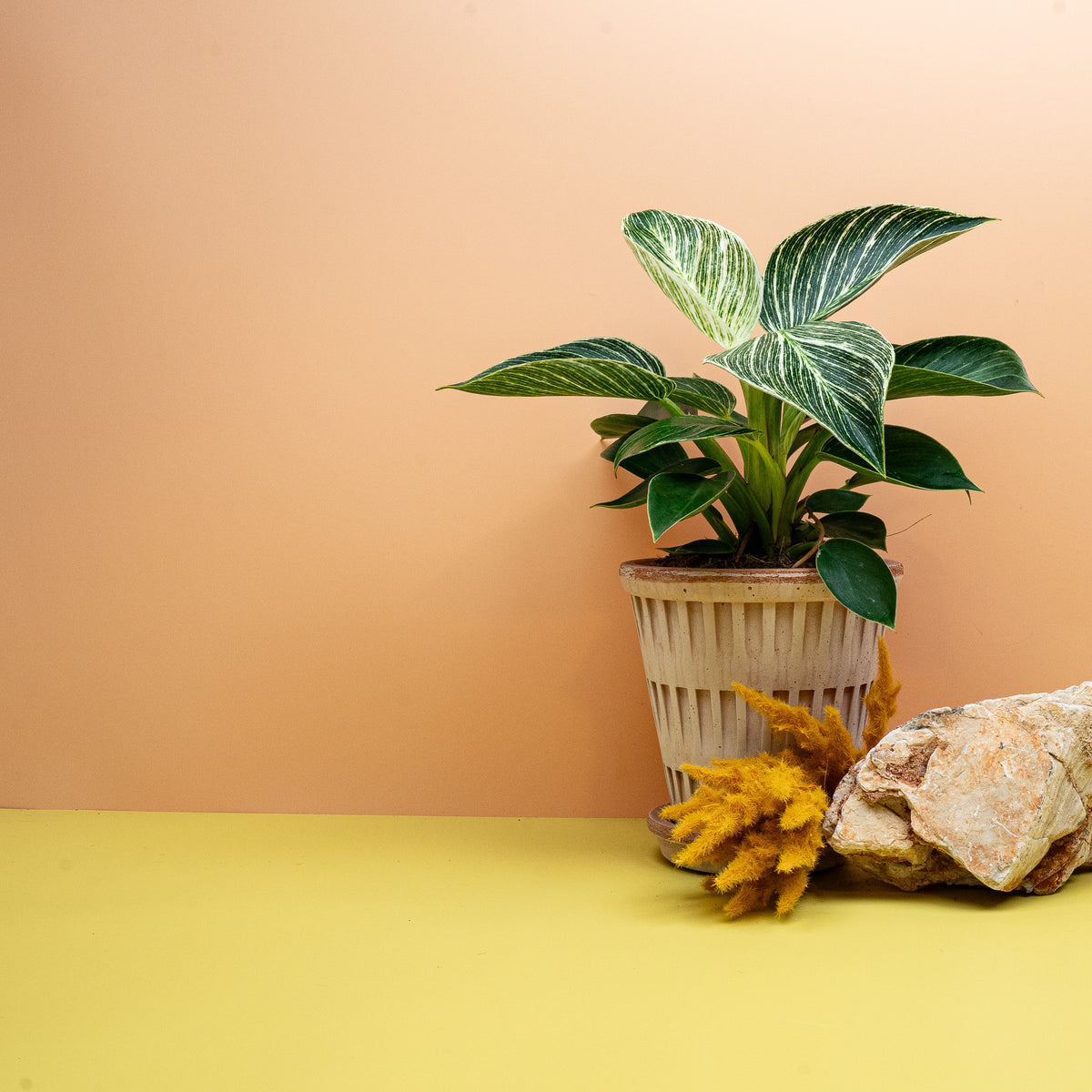 Philodendron Birkin, feine helle Streifen auf dunkelgrünem Blatt