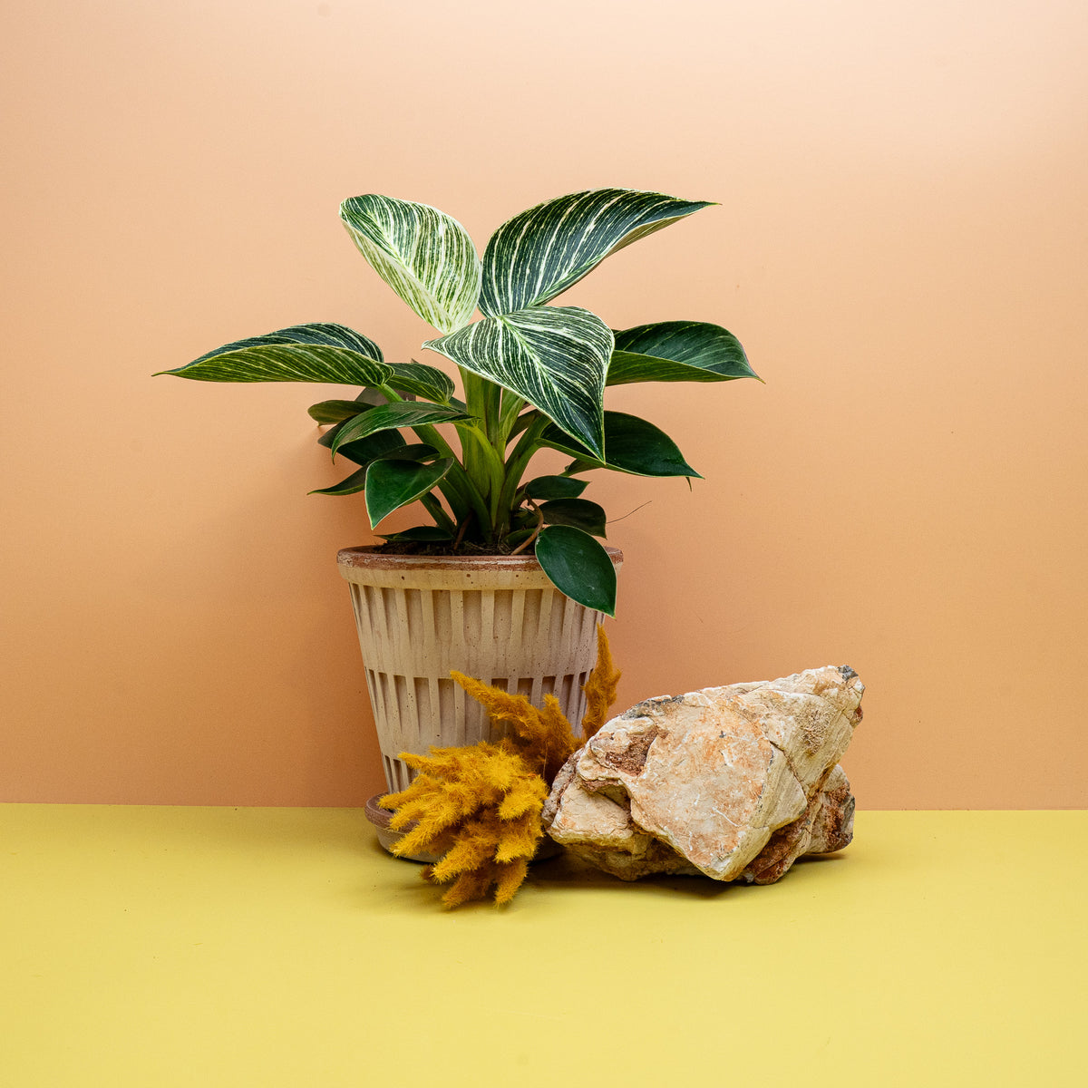 Philodendron Birkin, Blattzeichnung bei jedem neuen Blatt anders