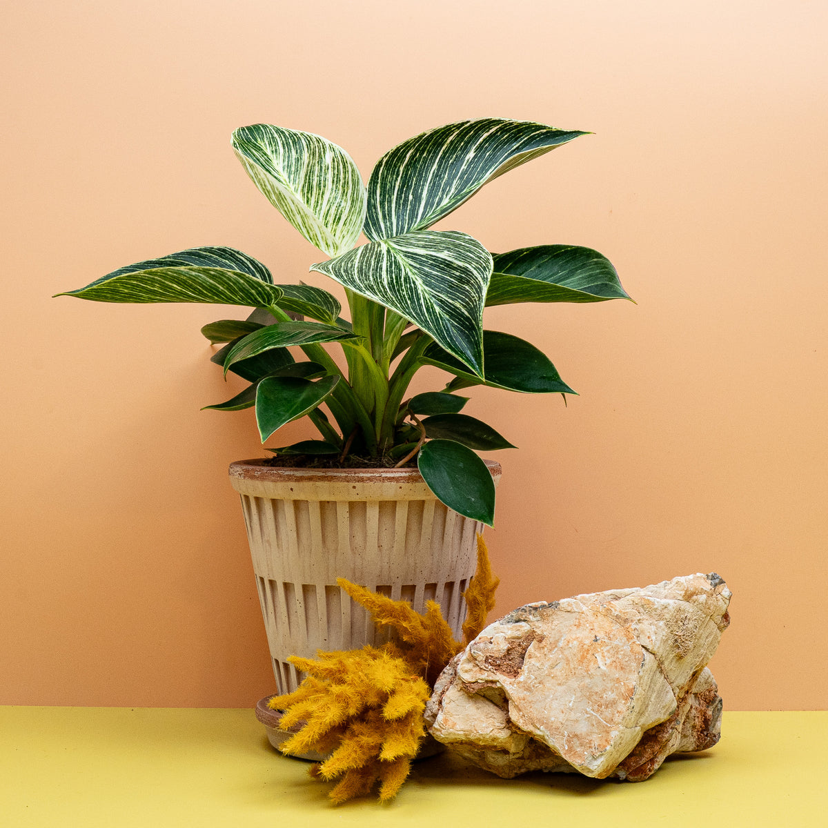 Philodendron Birkin, kompakter Wuchs für moderne Wohnräume