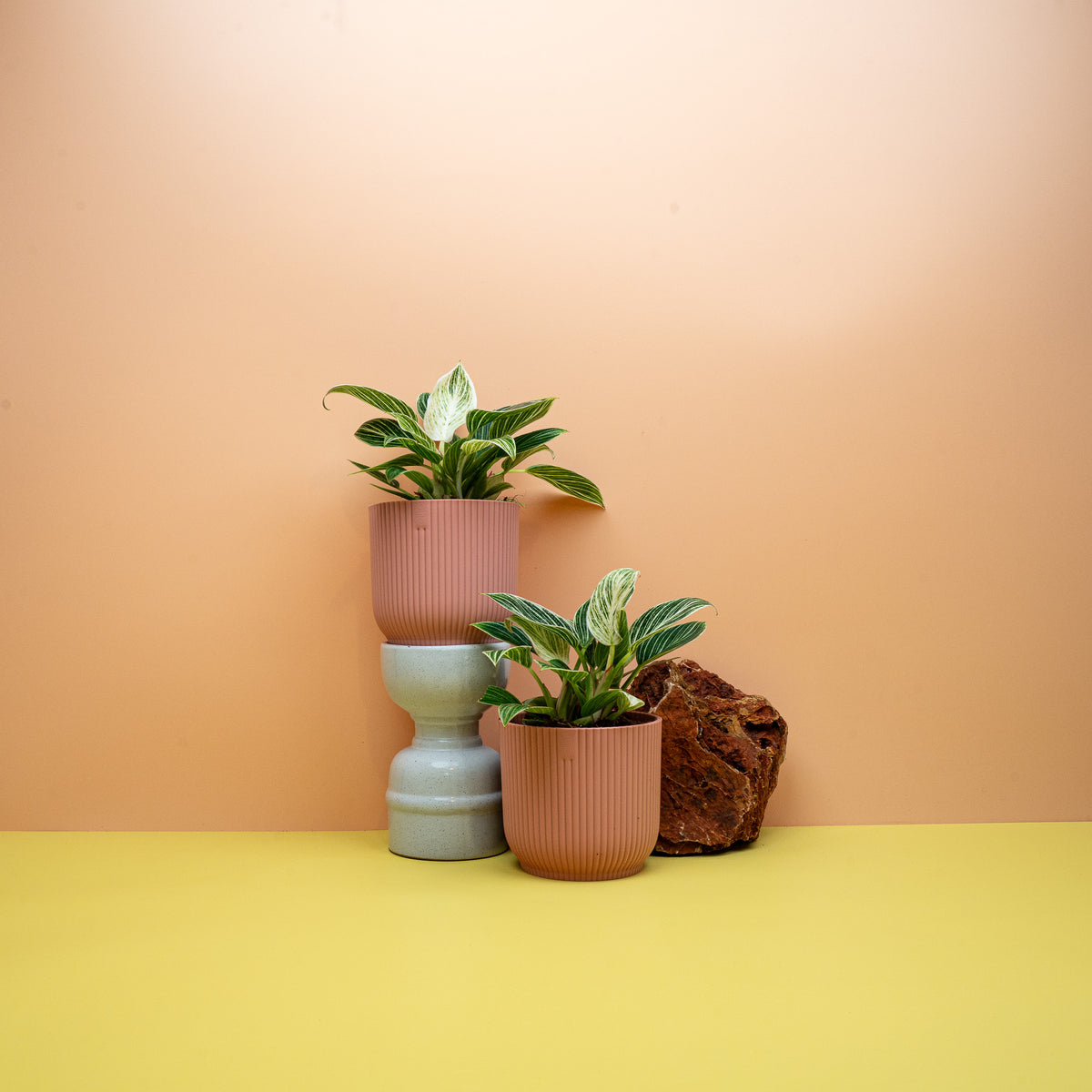 Philodendron Birkin Größe S, gestreifter Baumfreund