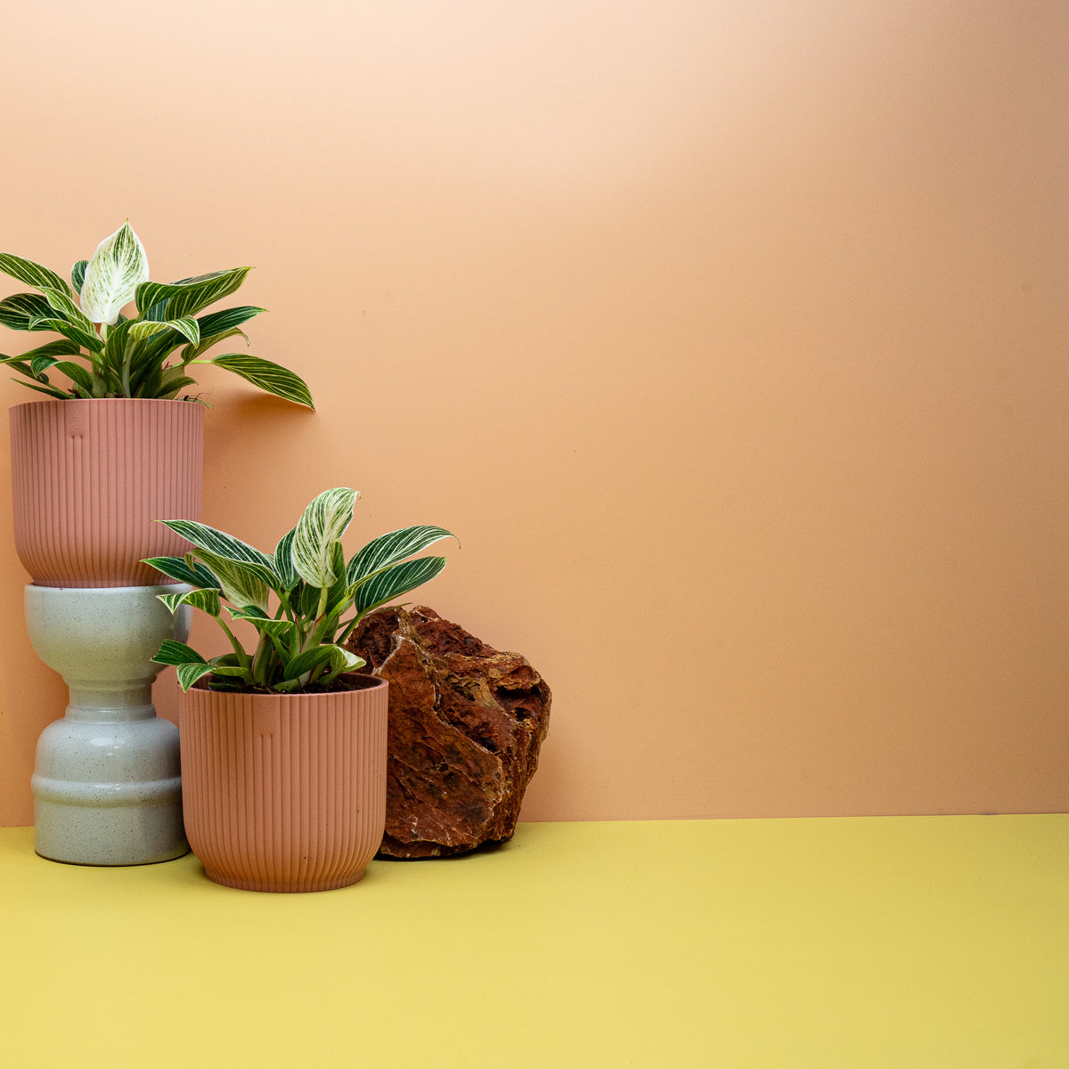 Philodendron Birkin, cremeweiße Streifen im Blattdetail – Ansicht 7