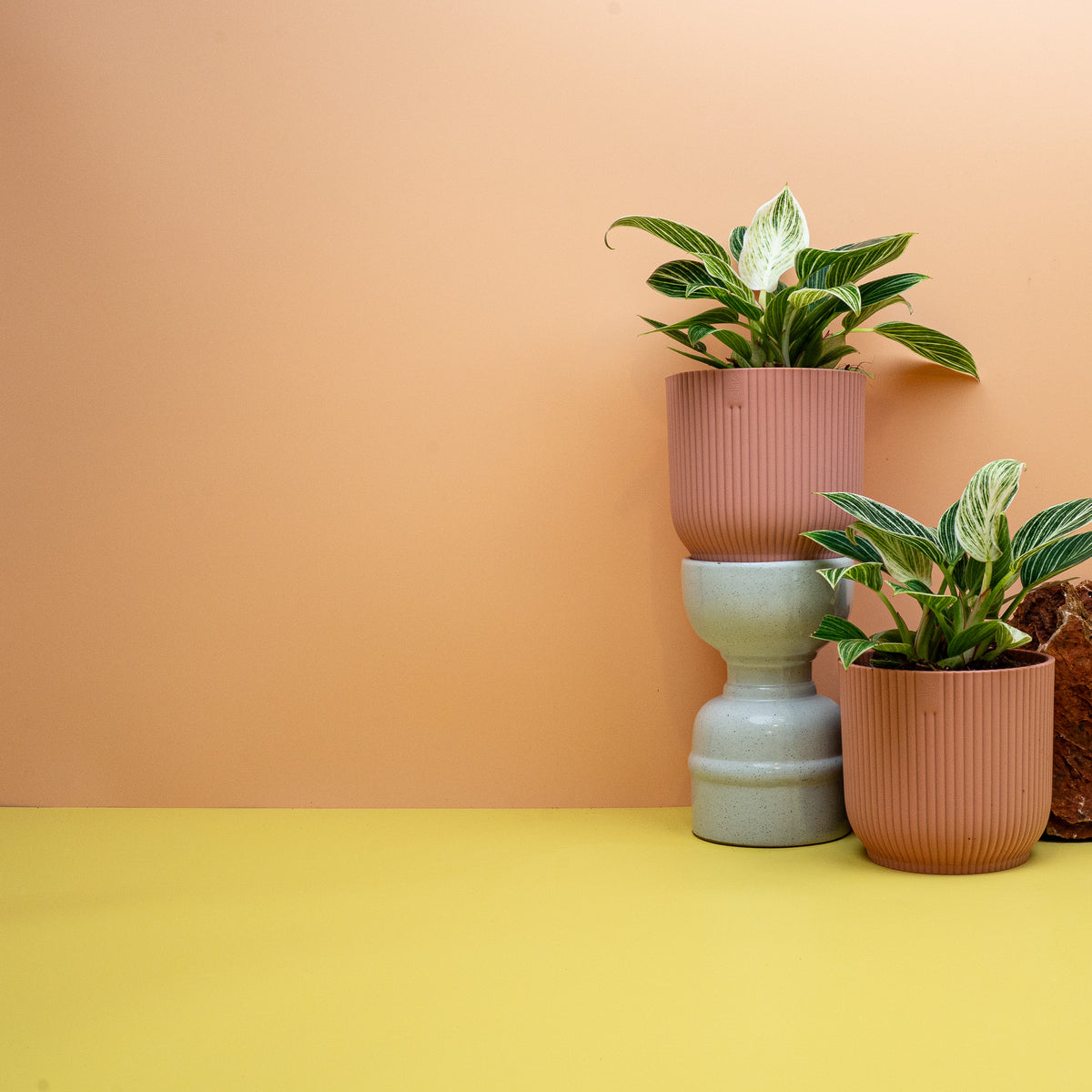Philodendron Birkin im Kulturtopf, dunkelgrünes Laub – Ansicht 8