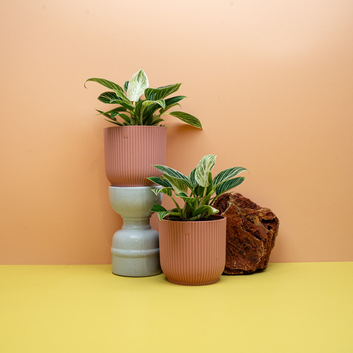 Philodendron Birkin, kompakte Blattpflanze mit Streifung – Ansicht 9
