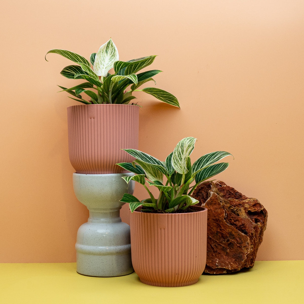 Philodendron Birkin, gestreifte Blätter in Dunkelgrün – Ansicht 10