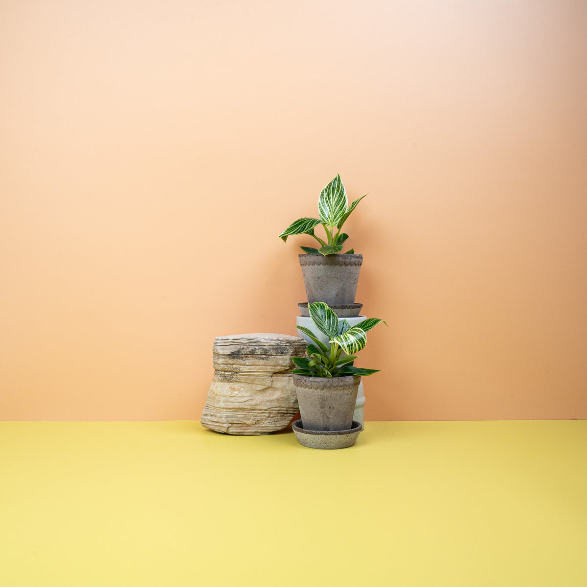 Philodendron Birkin Größe XS, kleine Pflanze mit Streifen – Ansicht 11