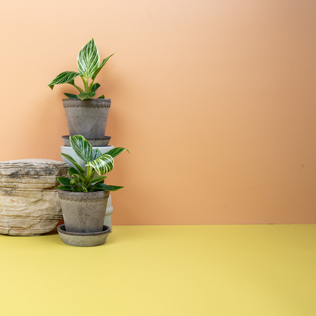 Philodendron Birkin, kompakter Baumfreund für Regal und Tisch – Ansicht 13