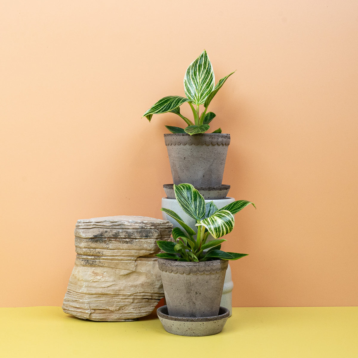 Philodendron Birkin, gestreiftes Laub in Nahaufnahme – Ansicht 15