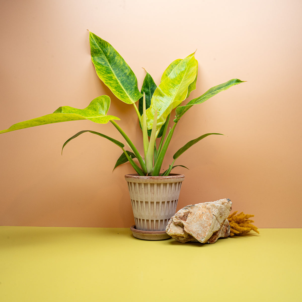 Philodendron Calkins Gold Größe M, gelbgrün marmorierte Speerblätter – potflourri
