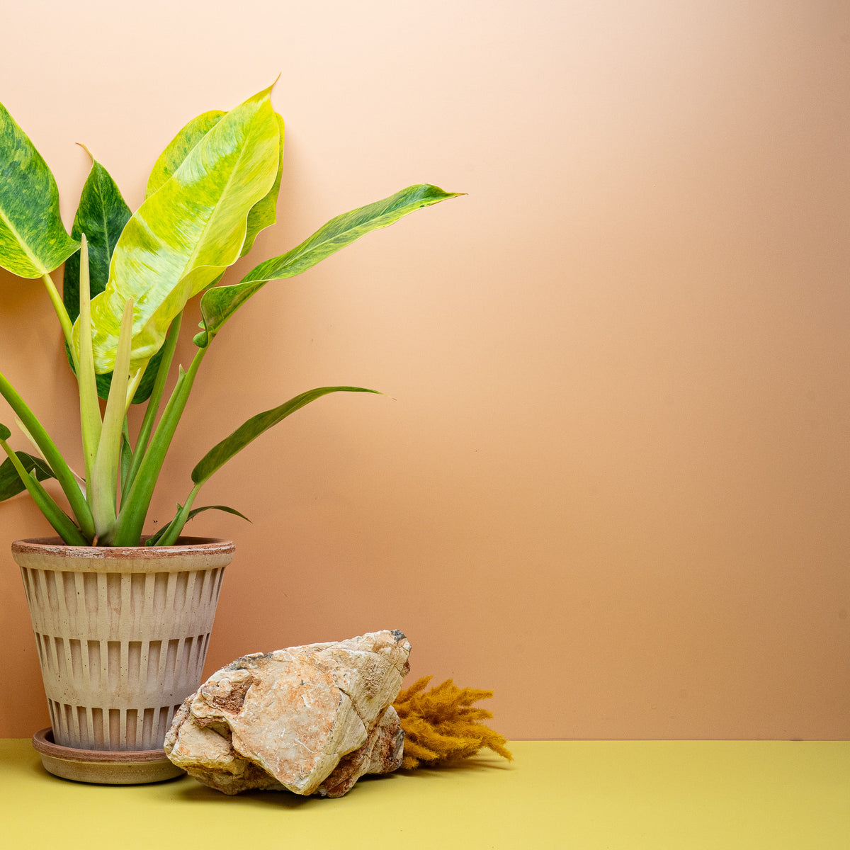 Philodendron Goldiana im 12-cm-Topf, aufrecht wachsend – potflourri