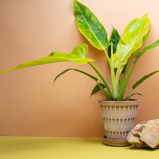 Philodendron Calkins Gold Größe M, gelbgrün marmorierte Speerblätter – potflourri