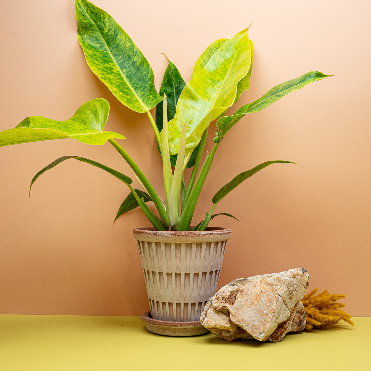 Philodendron Calkins Gold, grüne Blattstiele und gelbe Marmorierung