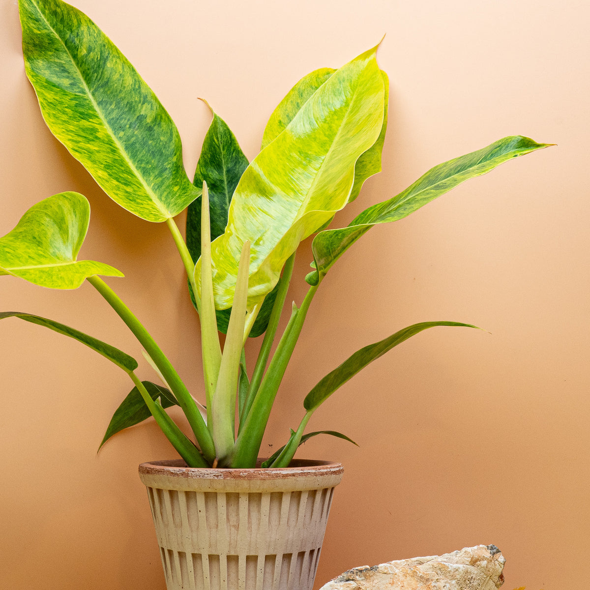 Philodendron Calkins Gold Größe M, Golden Spear mit lanzettlichen Blättern