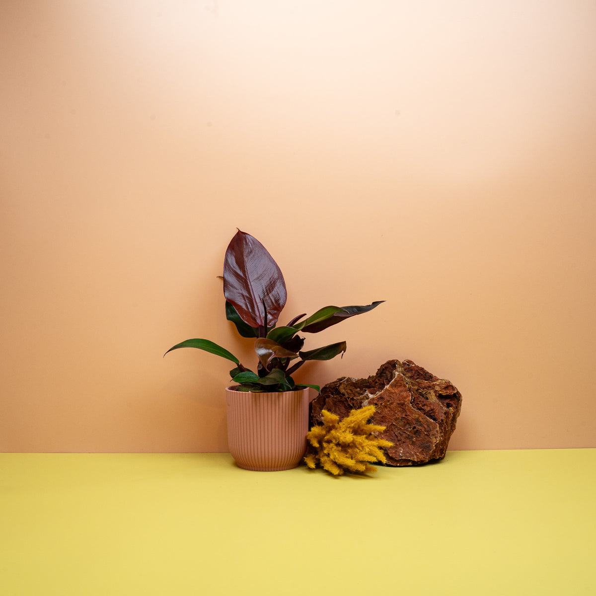 Philodendron Cherry Red, burgunderfarbenes Blatt im Detail – Ansicht 13
