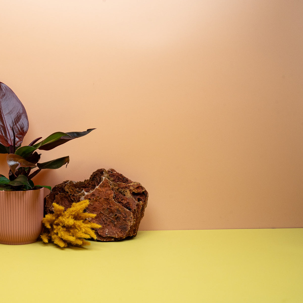 Philodendron Cherry Red, glänzende Blattoberfläche in Rot – Ansicht 14