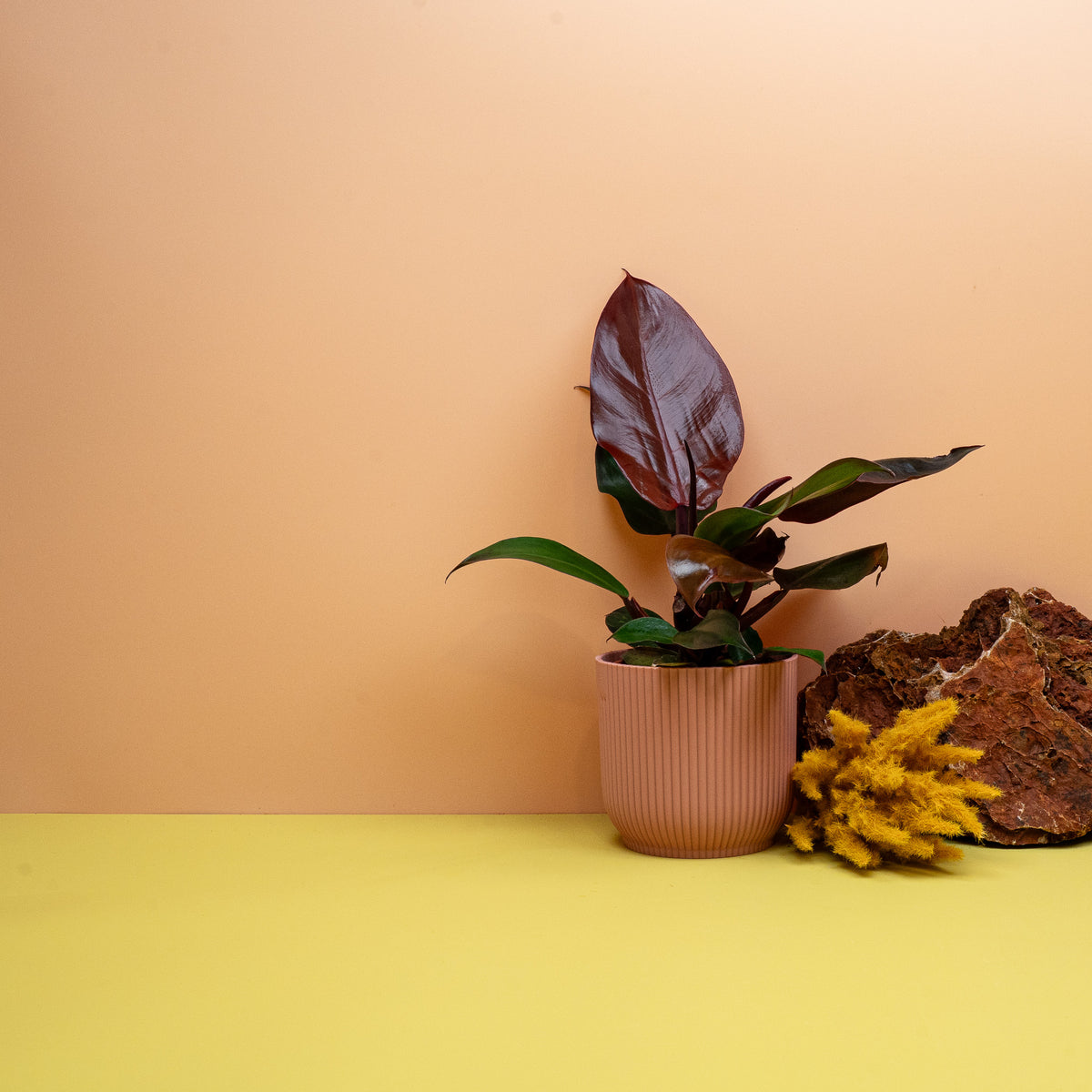 Philodendron Cherry Red, kompakte buschige Wuchsform – Ansicht 15