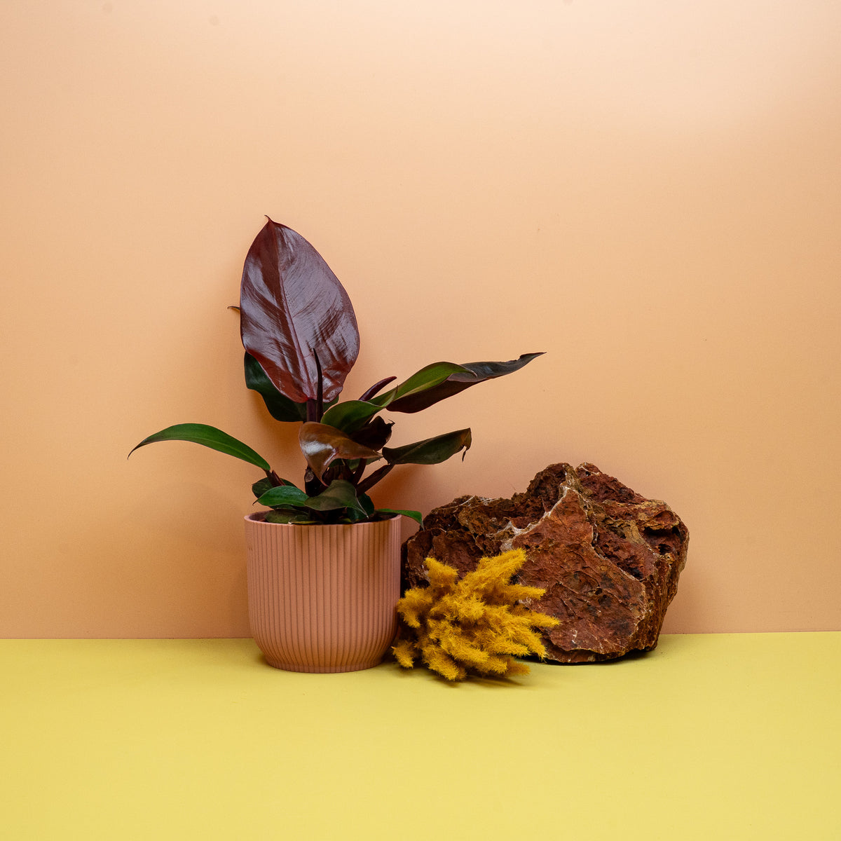 Philodendron Cherry Red, heller roter Neuaustrieb – Ansicht 16
