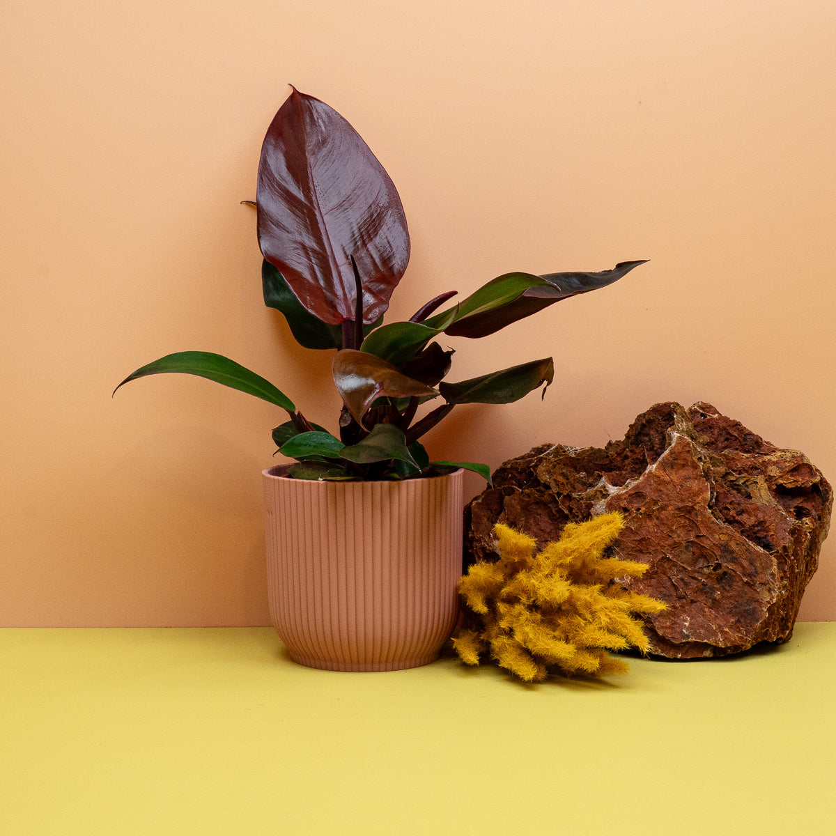 Philodendron Cherry Red, Baumfreund mit kirschroten Blättern – Ansicht 12