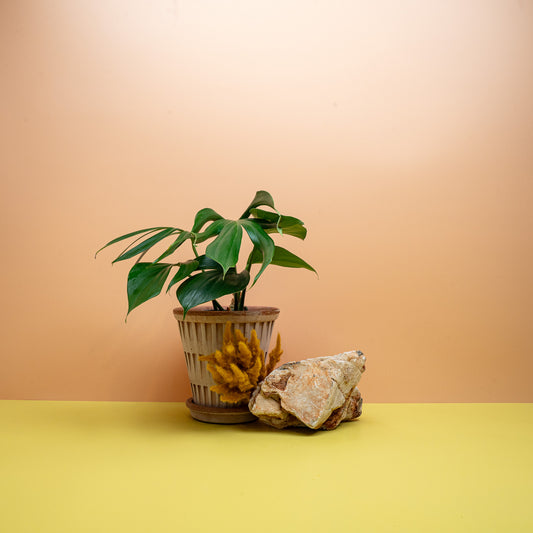 Philodendron Dragon Tail, Aronstabpflanze mit gefiederten Blättern – potflourri
