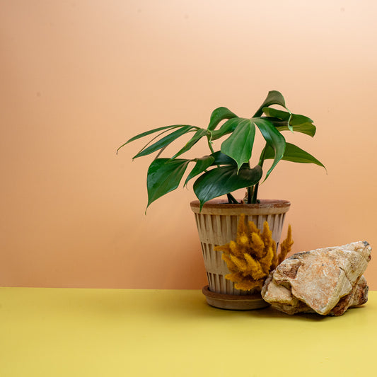 Philodendron Dragon Tail, Aronstabpflanze mit gefiederten Blättern – potflourri
