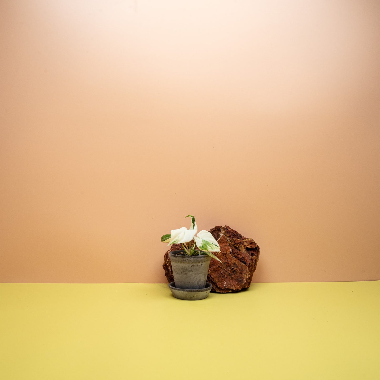 Philodendron Gloriosum Variegata mit cremeweiß panaschierten Samtblättern im 6-cm-Topf – potflourri