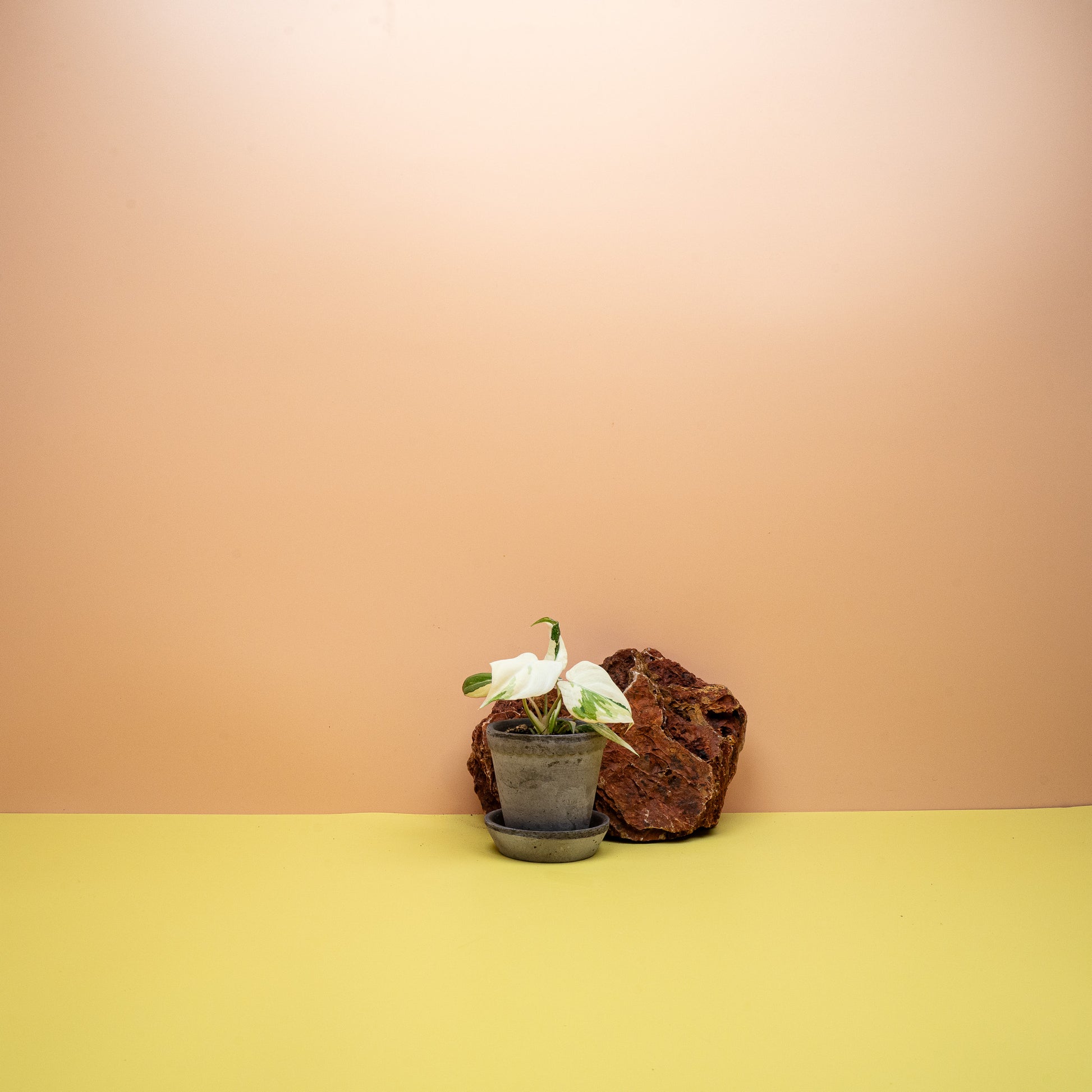 Philodendron Gloriosum Variegata mit cremeweiß panaschierten Samtblättern im 6-cm-Topf – potflourri