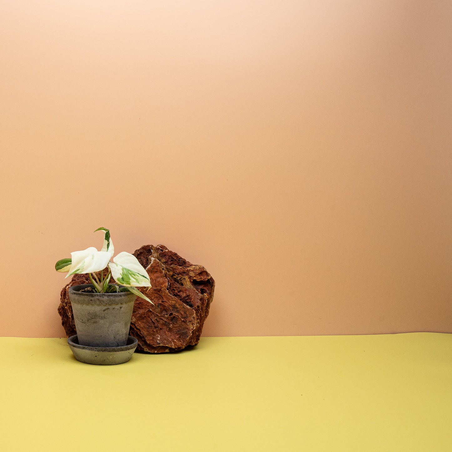 Junge Philodendron Gloriosum Variegata, herzförmiges Blatt mit weißen Sektoren – potflourri