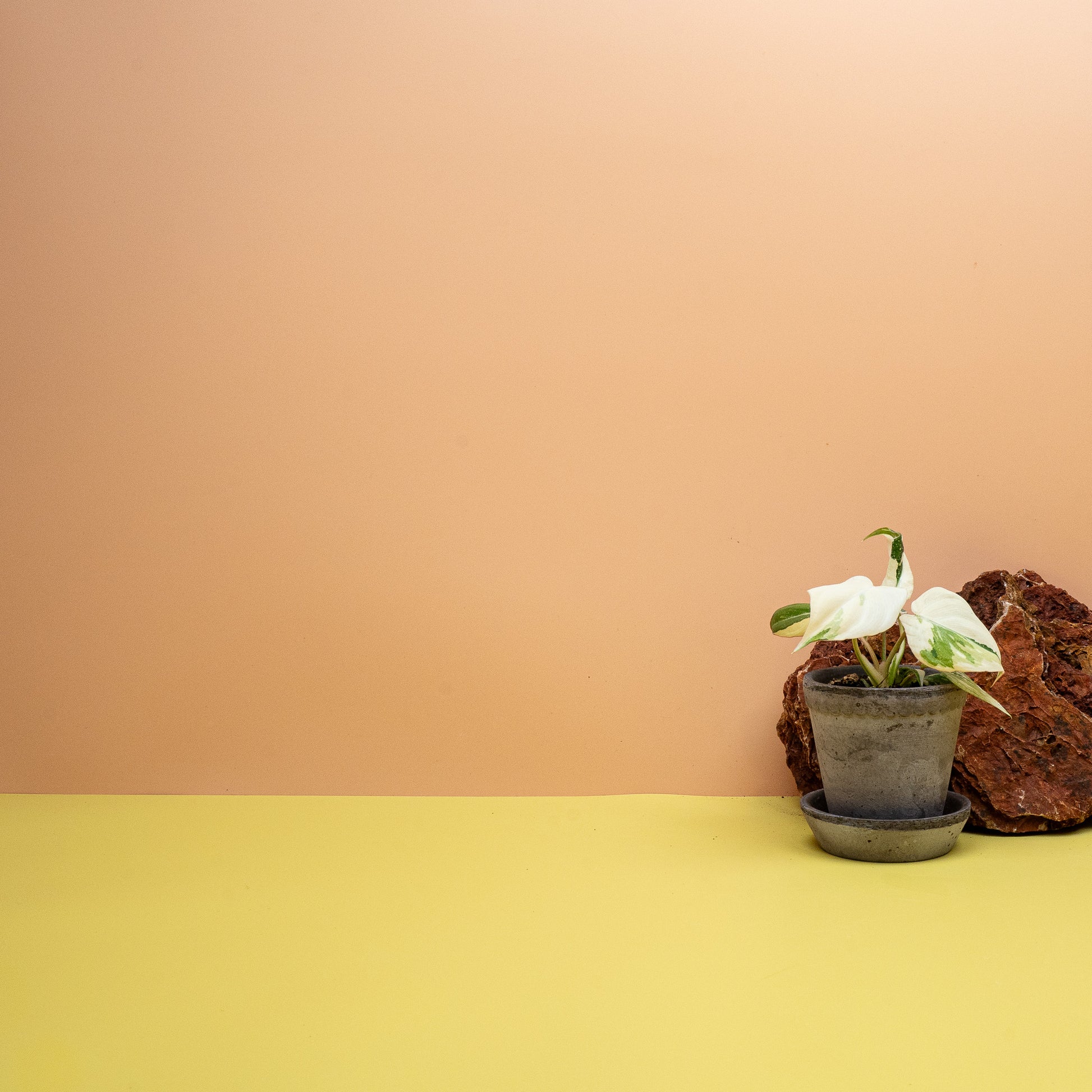 Philodendron Gloriosum Variegata Babyplant mit samtiger Blattoberfläche – potflourri