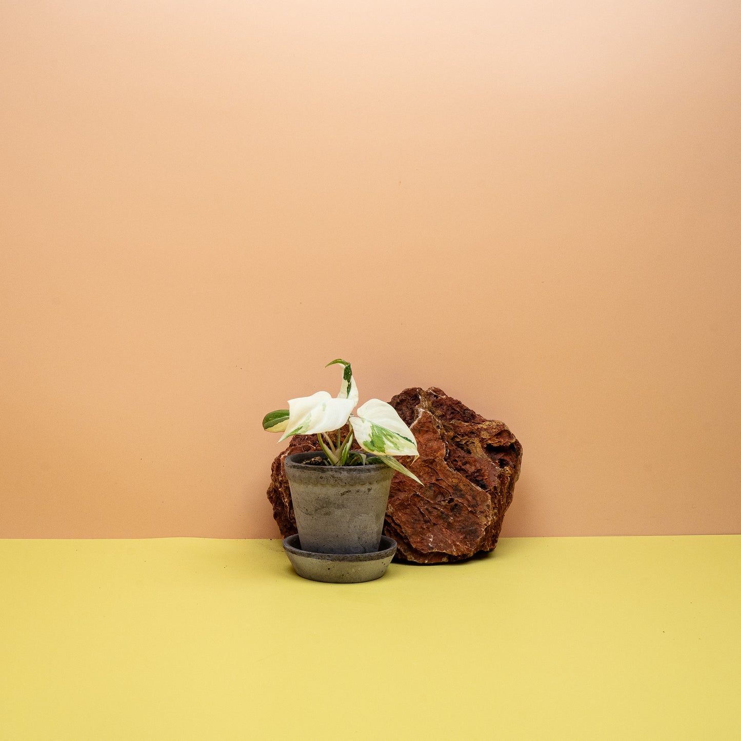 Panaschierte Philodendron gloriosum als kriechende Zimmerpflanze – potflourri