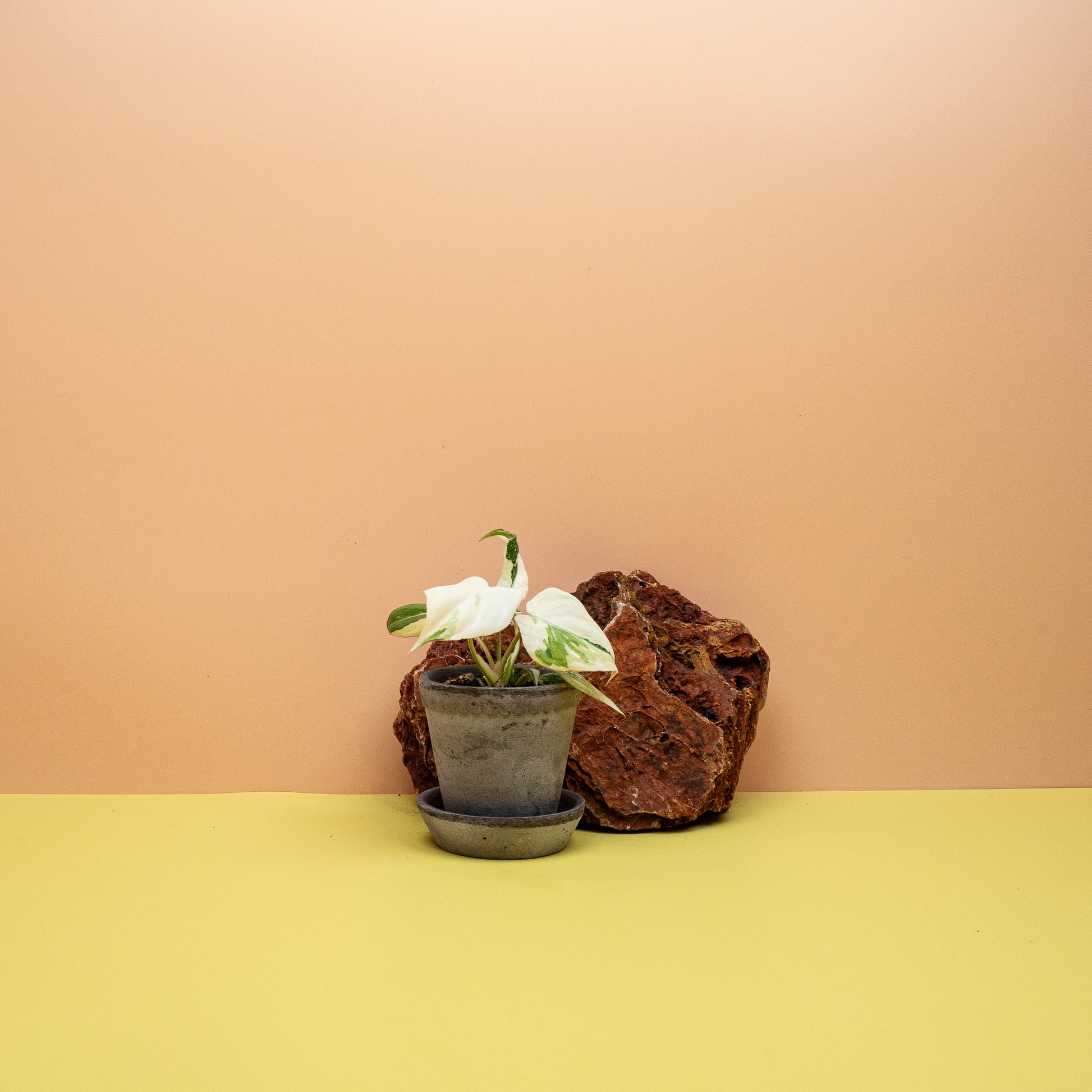 Panaschierte Philodendron gloriosum als kriechende Zimmerpflanze – potflourri