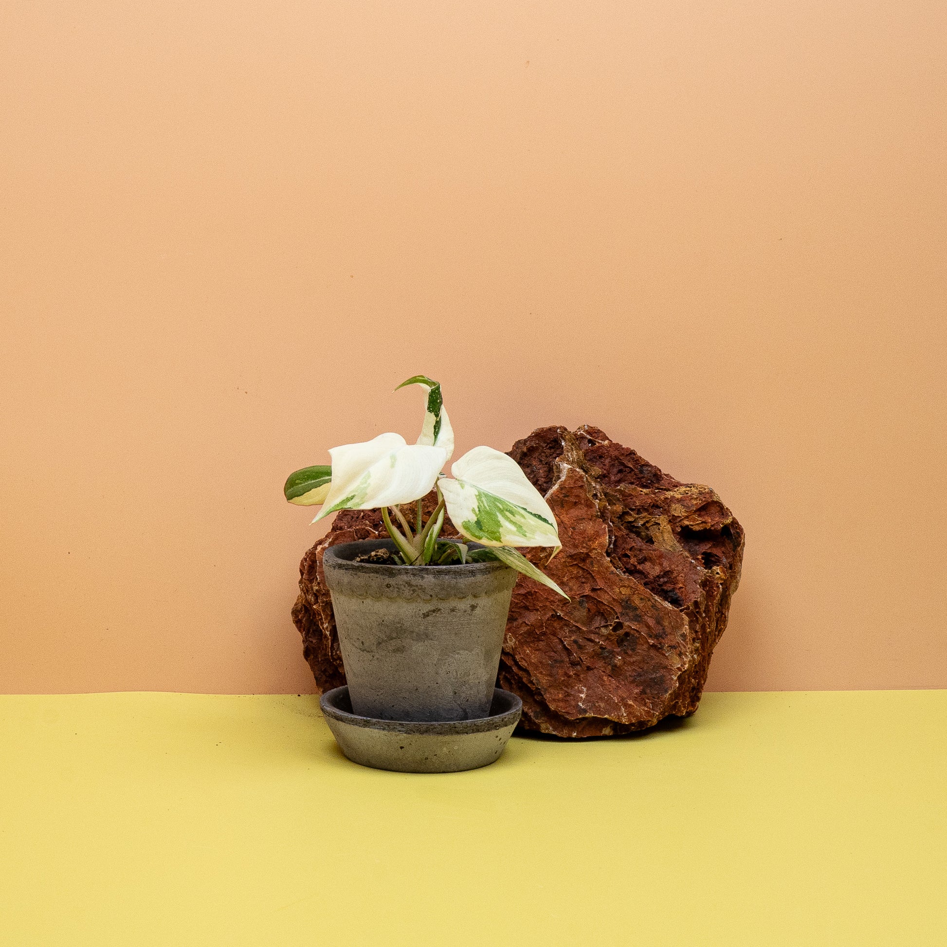 Philodendron Gloriosum Variegata in Größe XS, Samtblatt mit hellen Adern – potflourri