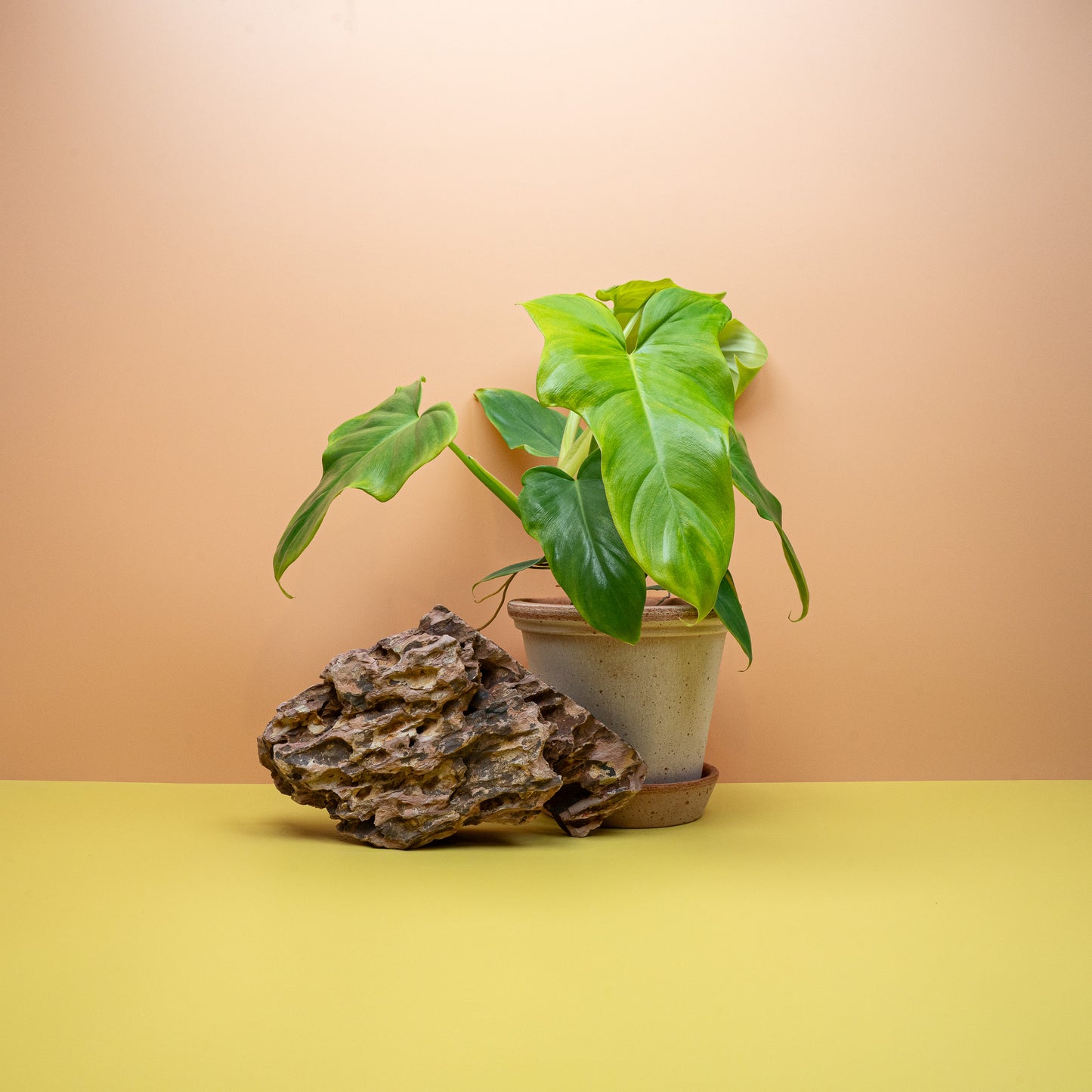 Philodendron Golden Violin mit geigenförmigen, gelbgrünen Blättern im 12-cm-Topf – potflourri