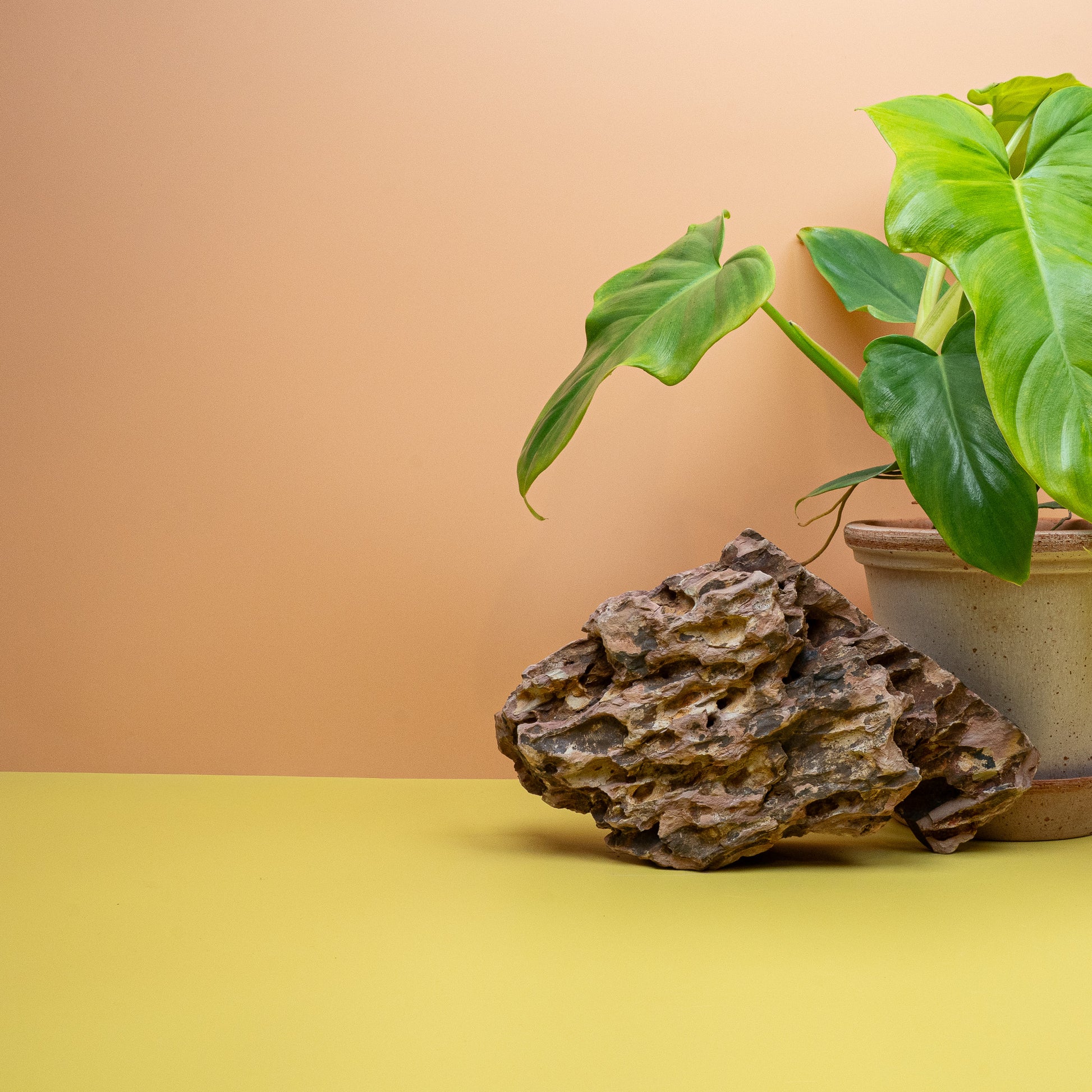 Philodendron Golden Violin, gelapptes Blatt der goldlaubigen Bipennifolium-Auslese – potflourri