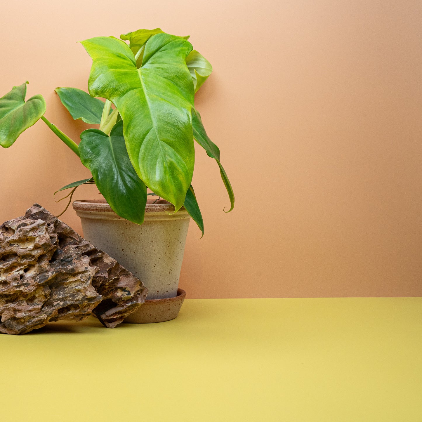 Philodendron Golden Violin in Größe M, junges Laub leuchtend gelbgrün – potflourri