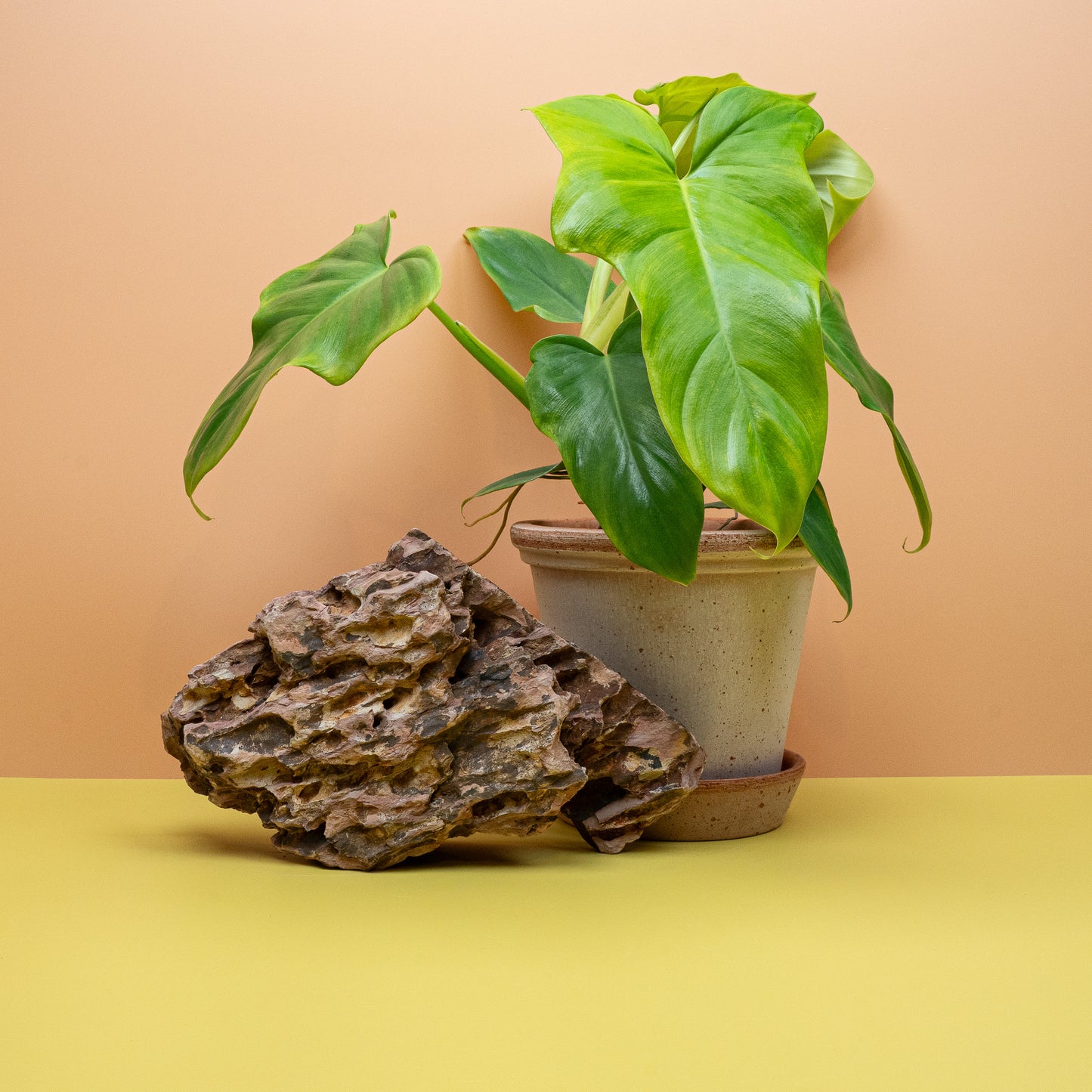 Philodendron bipennifolium Aurea als kletternde Zimmerpflanze – potflourri