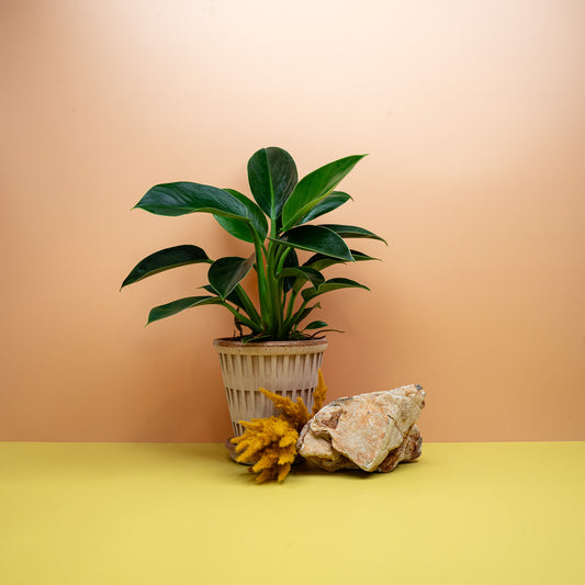 Philodendron Green Princess, buschiger Baumfreund mit glänzendem Laub – potflourri