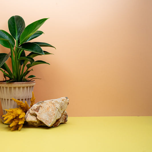 Philodendron Green Princess, buschiger Baumfreund mit glänzendem Laub – potflourri