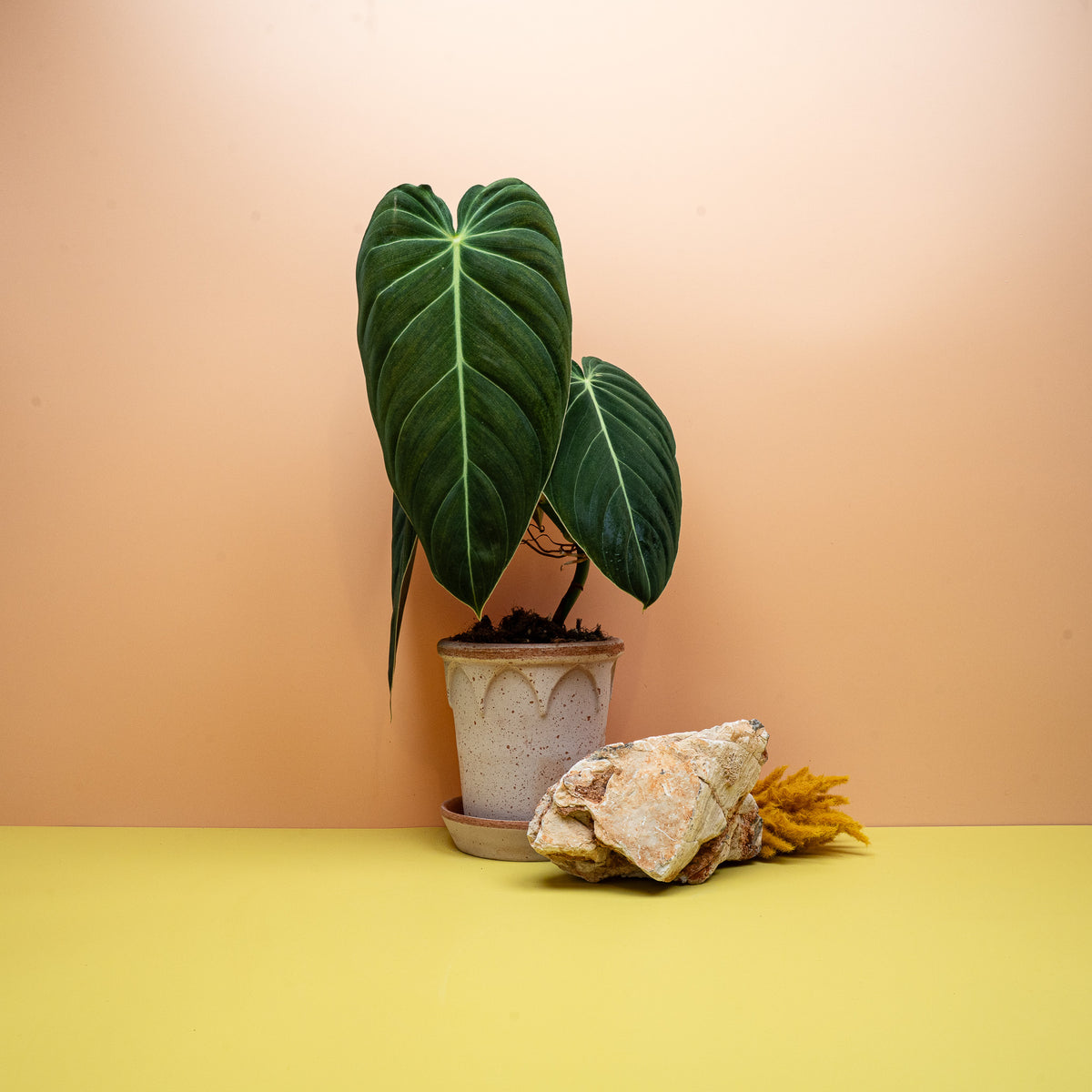 Philodendron Melanochrysum Größe M, Samtblatt-Baumfreund – Ansicht 11