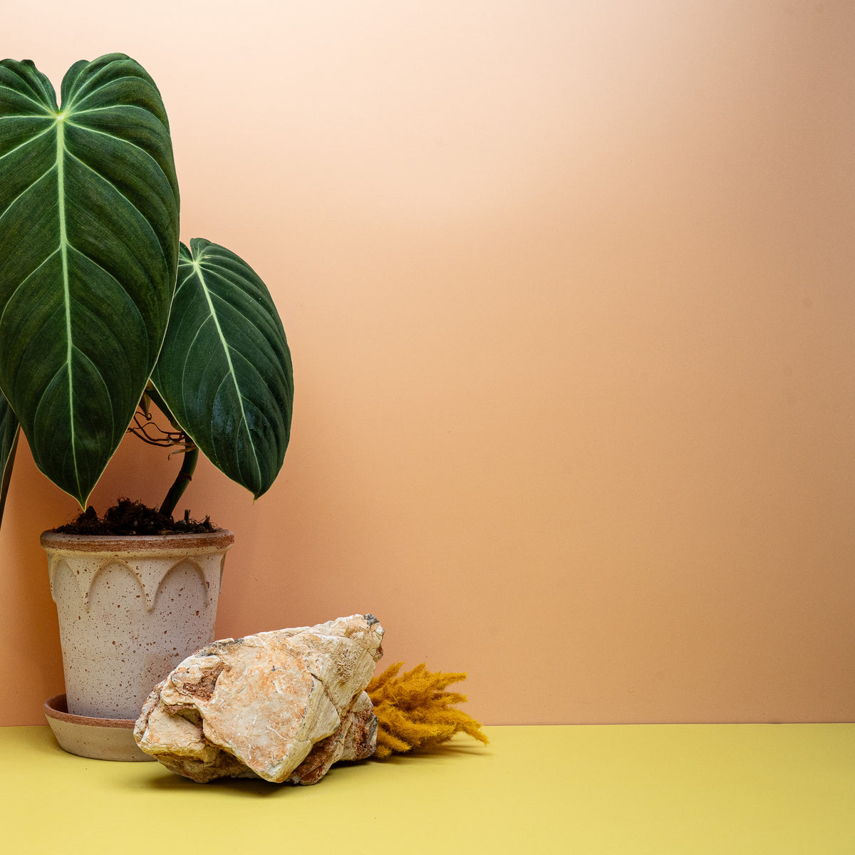 Philodendron melanochrysum, Samtblatt mit hellen Adern – Ansicht 12