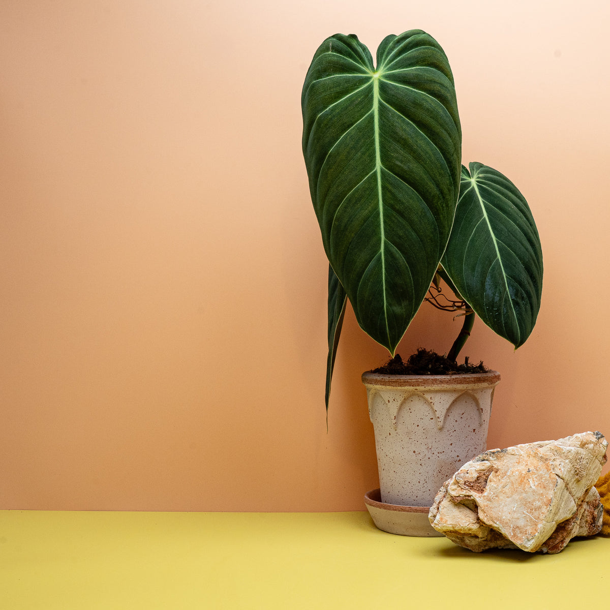 Philodendron Melanochrysum, goldener Schimmer auf dunklem Blatt – Ansicht 13