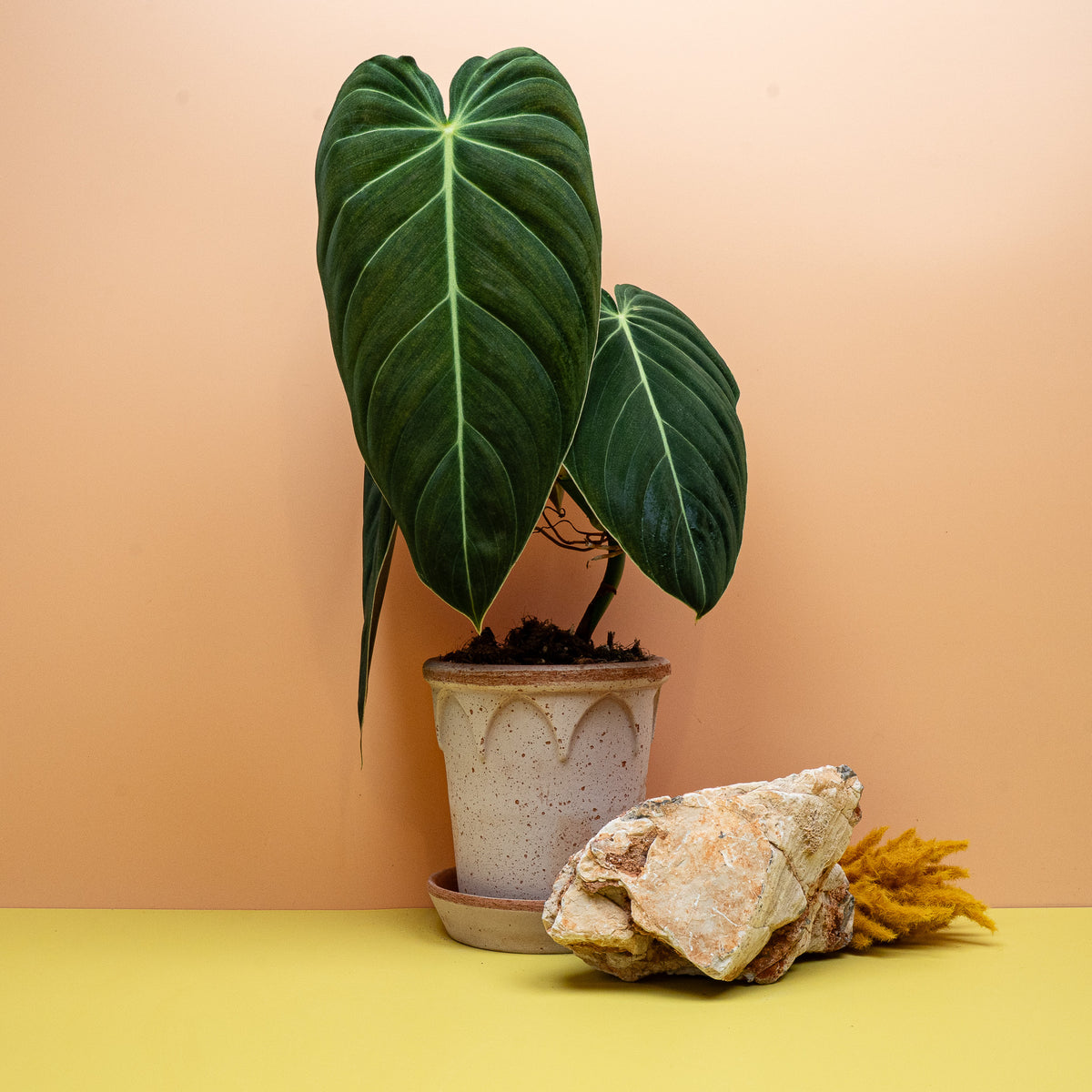 Philodendron Melanochrysum, Aronstabpflanze aus Kolumbien – Ansicht 14