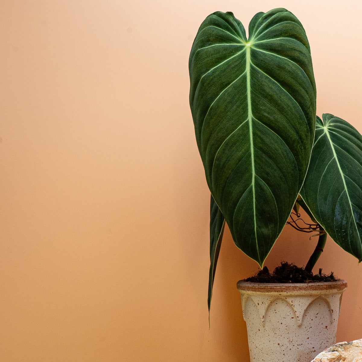 Philodendron Melanochrysum, herzförmiges Blatt mit Samtstruktur – Ansicht 15