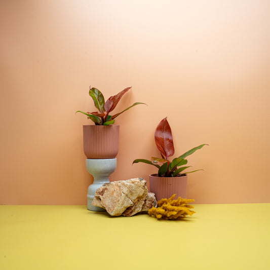 PHILODENDRON RED SUN