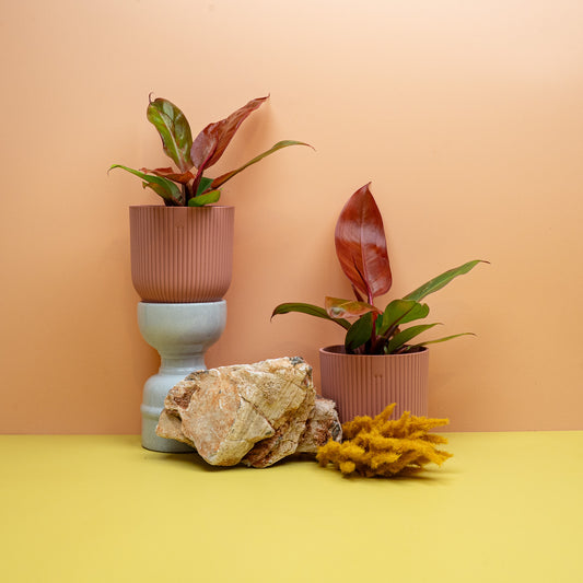 PHILODENDRON RED SUN